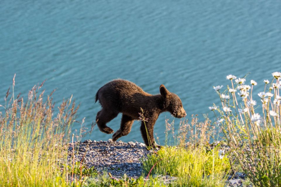 Jasper: Wildlife and Waterfalls Tour With Lakeshore Hike - Highlights of the Tour