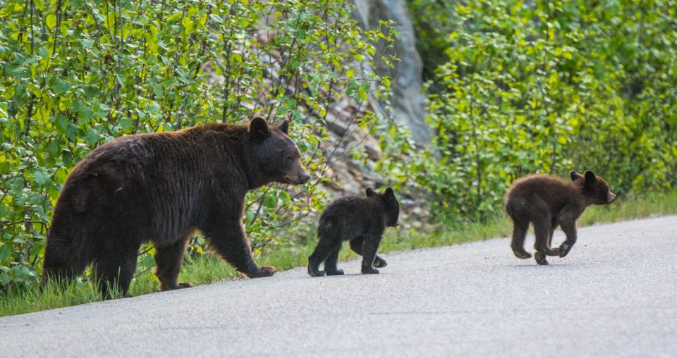 Jasper: Wildlife and Waterfalls Tour With Lakeshore Hike - Whats Included
