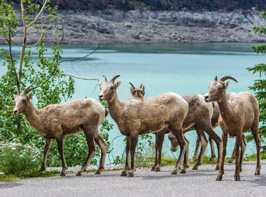 Jasper: Wildlife and Waterfalls Tour With Lakeshore Hike - About the Professional Guide