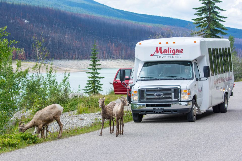 Jasper: Wildlife and Waterfalls Tour With Maligne Cruise - Maligne Canyon Exploration