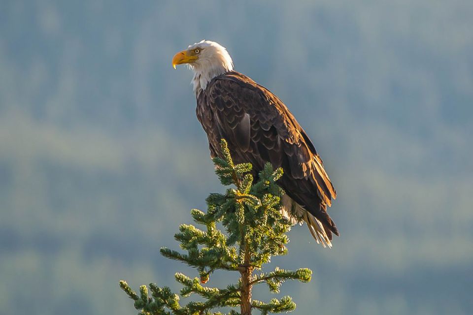 Jasper: Wildlife and Waterfalls Tour With Maligne Cruise - Maligne Lake Scenic Cruise