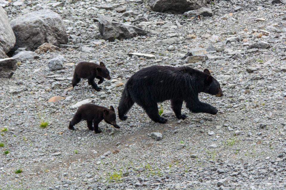 Jasper: Wildlife and Waterfalls Tour With Maligne Cruise - Frequently Asked Questions