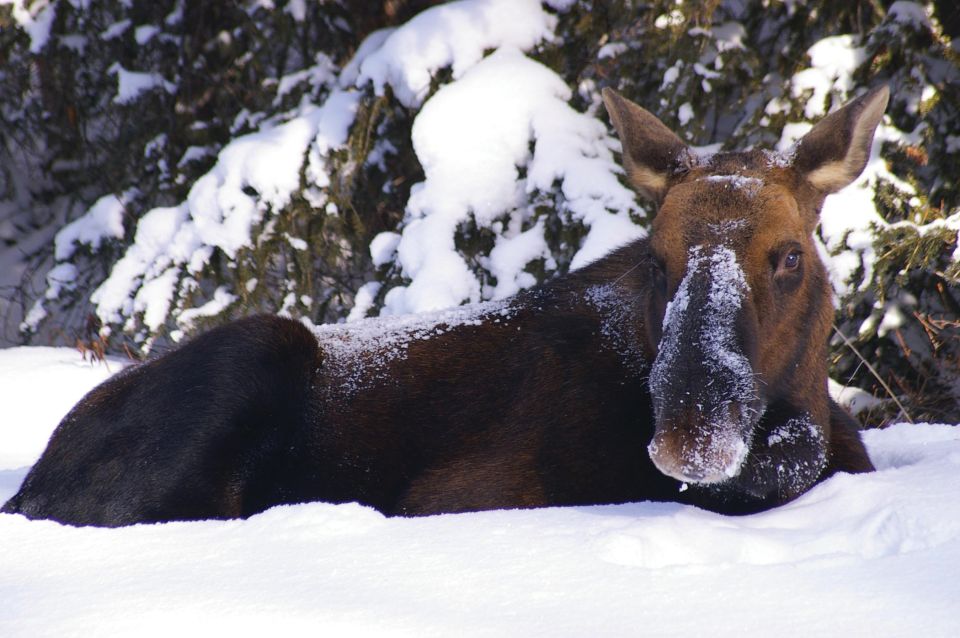 Jasper: Winter Wildlife Bus Tour in Jasper National Park - Key Points