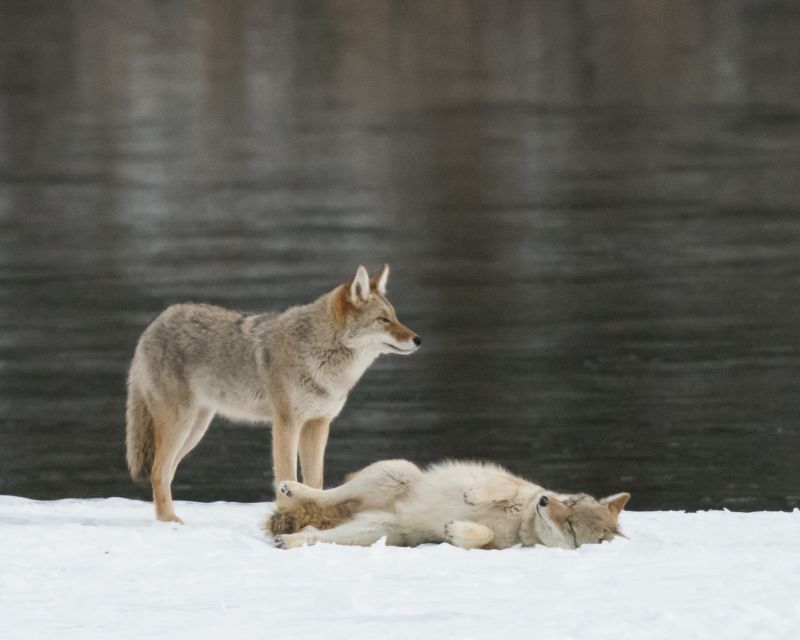 Jasper: Winter Wildlife Bus Tour in Jasper National Park - Inclusions and Exclusions