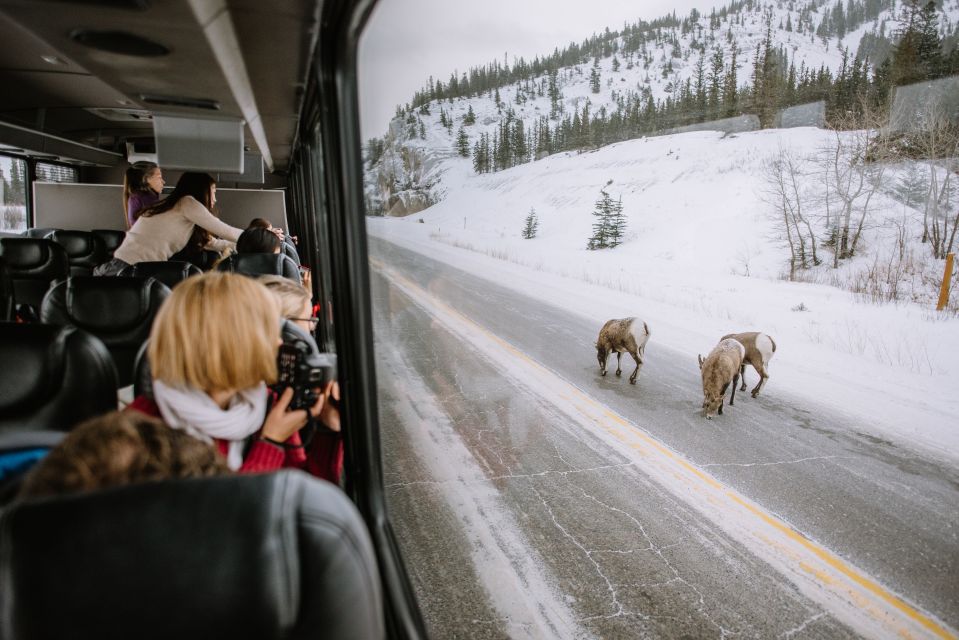 Jasper: Winter Wildlife Bus Tour in Jasper National Park - Hotel Pickup and Drop-off