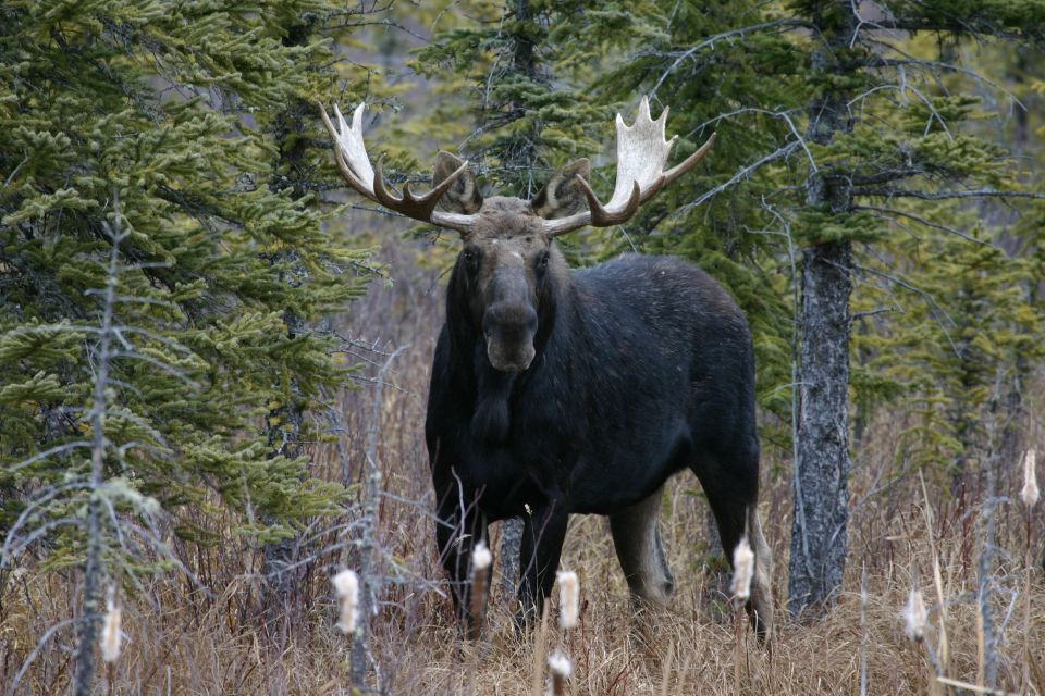 Jasper: Winter Wildlife Bus Tour in Jasper National Park - Comfortable and Safe Vehicles