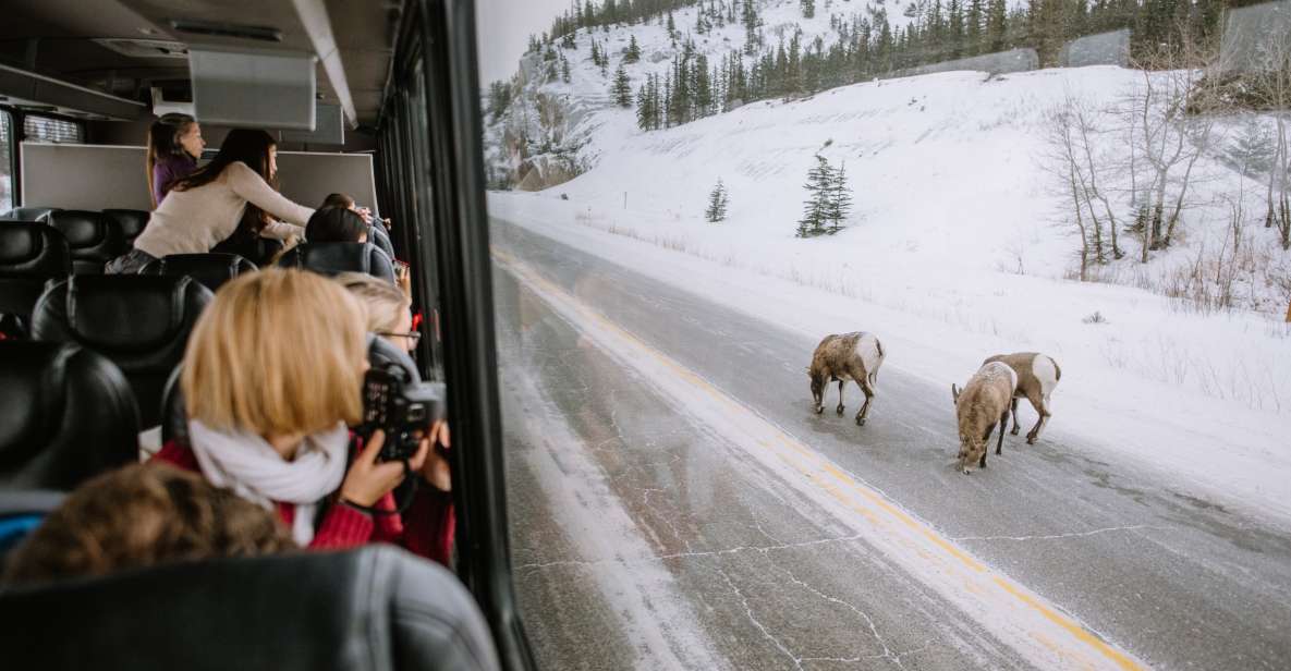 Jasper: Winter Wildlife Bus Tour in Jasper National Park - Explore Jaspers Remote Regions