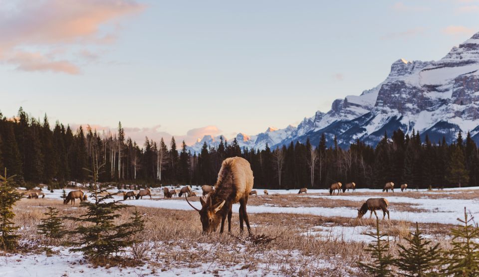 Jasper: Winter Wildlife Bus Tour in Jasper National Park - Frequently Asked Questions