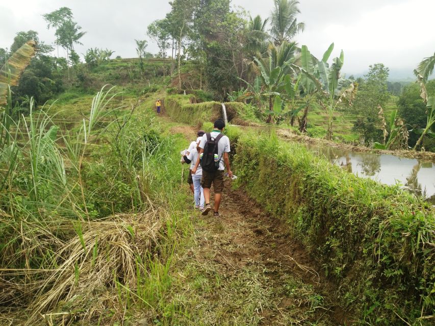 Jatiluwih Off-The-Beaten Path Trekking With Lunch - Key Points