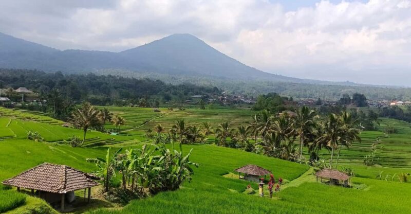Jatiluwih Rice Fields Walking Tour and Natural Hot Spring - Experience Highlights