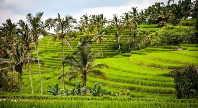 Jatiluwih: Trekking, Cycling and Cooking class in Jatiluwih - Who Should Consider This Tour?