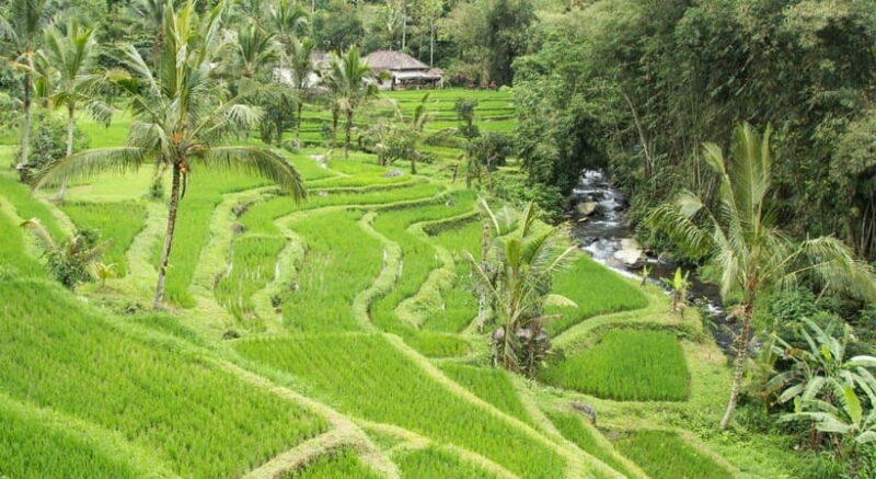 Jatiluwih: Trekking, Cycling and Cooking class in Jatiluwih - The Sum Up
