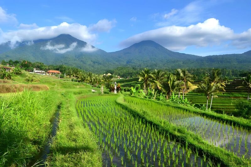Jatiluwih VW Safari Bali Tour - Inclusions and Exclusions