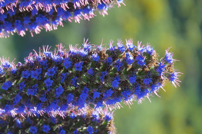 Jeep Adventure to Volcanic Pools & UNESCO Forest Treasures - Final Thoughts