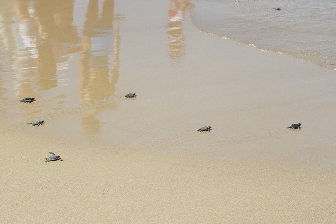 Jeep Safari to Akamas National Park: Avakas Gorge Tour From Paphos - Baths of Aphrodite and Edro Shipwreck