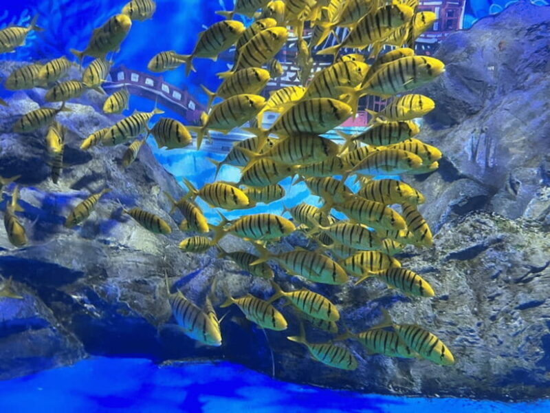 Jeju: Aqua Planet Entry Ticket - A Practical Look at Aqua Planet Jeju
