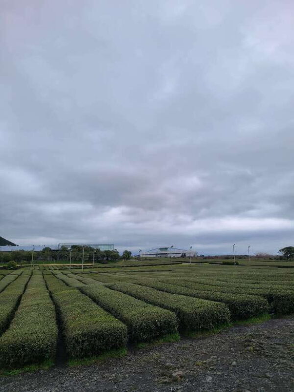 Jeju: Cherry Blossom South & West Day Tour with Hotel Pickup - Who Will Enjoy This Tour?