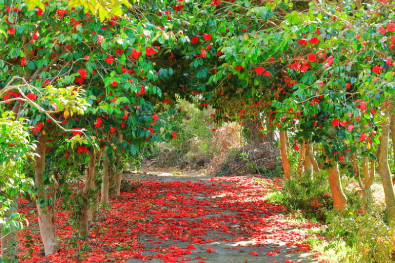 Jeju: Cherry Blossom South & West Day Tour with Hotel Pickup - Frequently Asked Questions