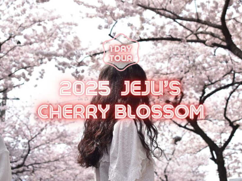 Jeju East: Cherry Blossom Early Bird Tour with Hotel Pickup - Key Points