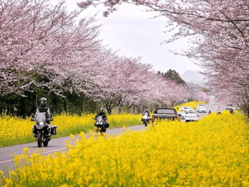 Jeju East: Cherry Blossom Early Bird Tour with Hotel Pickup - Authentic Experiences from Reviews