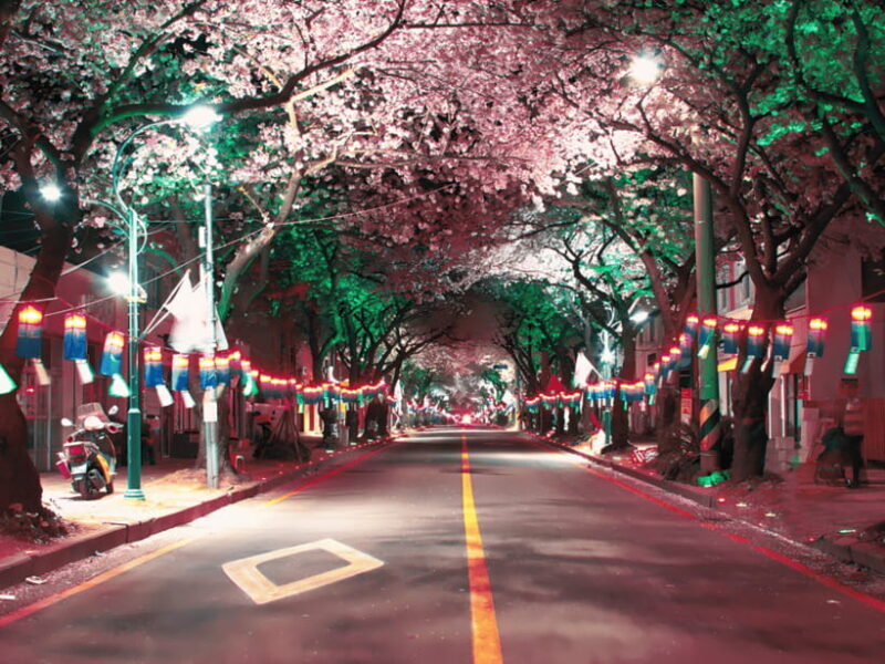 Jeju East: Cherry Blossom Early Bird Tour with Hotel Pickup - Who Will Love This Tour