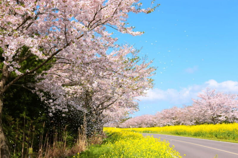 Jeju East: Cherry Blossom Early Bird Tour with Hotel Pickup - Final Thoughts