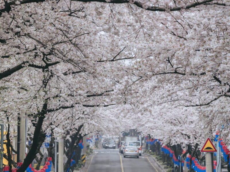 Jeju East: Cherry Blossom Early Bird Tour with Hotel Pickup - FAQ