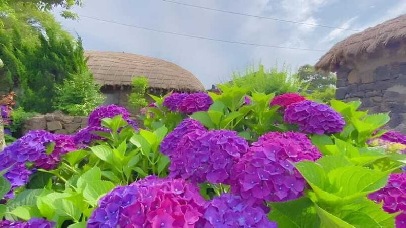 Jeju Hydragea Festival Tour : EAST Route - Who Should Consider This Tour?