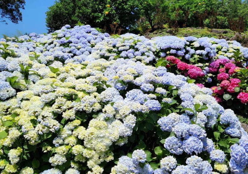Jeju Hydragea Festival Tour : EAST Route - The Sum Up