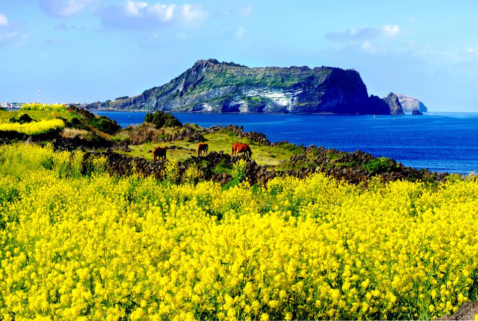 Jeju Island: Customized Private Full-Day Van Tour - Key Points