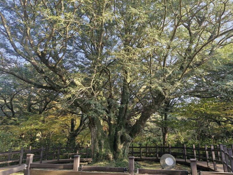Jeju Island: Eastern Tour for Leisurely Walkers - Authenticity and Cultural Enrichment