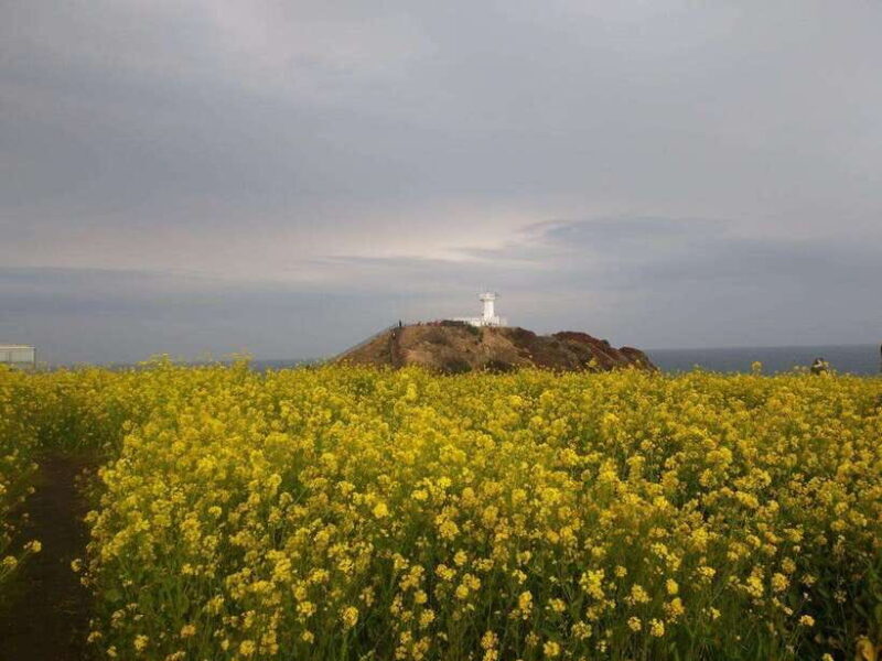 Jeju: Private Tour with an English Guide and a Vehicle - Authentic Experiences and Genuine Value