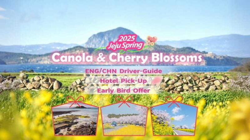 Jeju Spring: Cherry Blossom & Canola Flower Ilchullbong Tour - Authentic Experiences and Authenticity