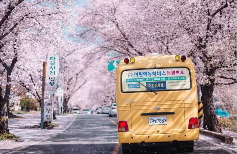 Jeju Spring: Cherry Blossom & Canola Flower Ilchullbong Tour - Who Should Consider This Tour?
