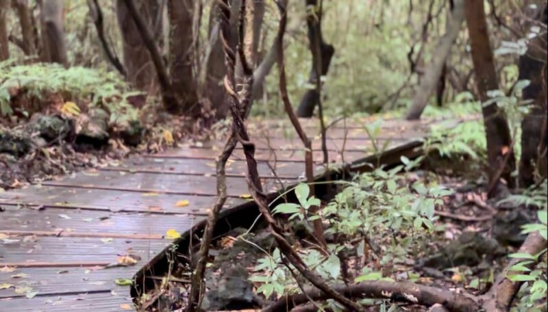 Jeju West: Healing UNESCO Small Group Day Tour - Participant Information