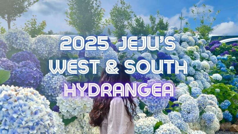 Jeju Western & Sothern : Hydrangea Festival Tour - A Day in Jeju: What to Expect from the Tour