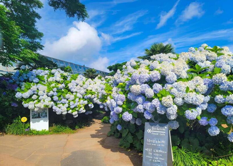 Jeju Western & Sothern : Hydrangea Festival Tour - Detailed Breakdown of the Itinerary