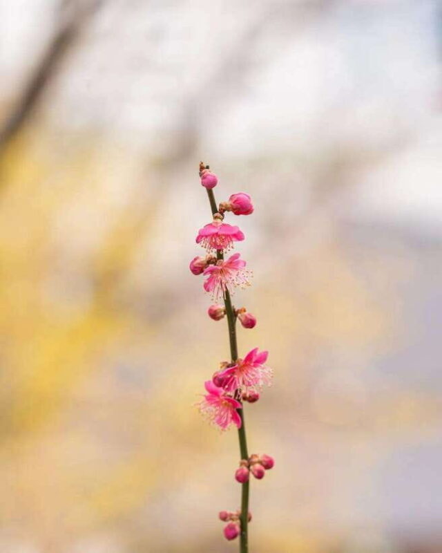 Jeonju Hanok Village and Arboretum + Flower Festival - Pyeongtaek Flower Festival: A Spring Celebration