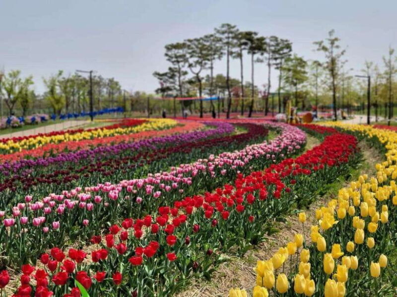 Jeonju Hanok Village and Arboretum + Flower Festival - FAQ