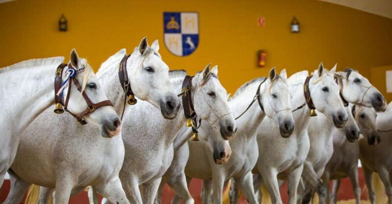 Jerez: Cartuja Stud Carthusian Horses Tour - Tour Highlights