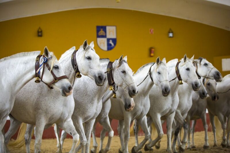 Jerez: Cartuja Stud Carthusian Horses Tour - Accessibility and Amenities