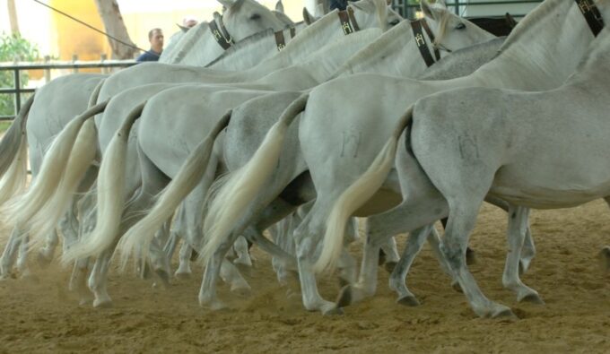 Jerez: Cartuja Stud Carthusian Horses Tour - Preserving the Cartujano Breed