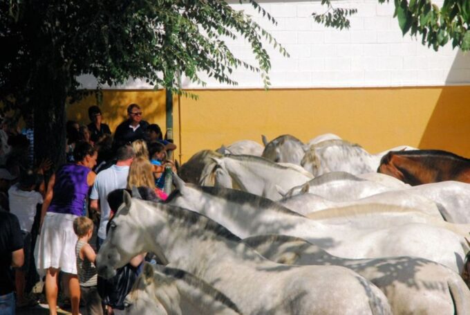 Jerez: Cartuja Stud Carthusian Horses Tour - The Sum Up