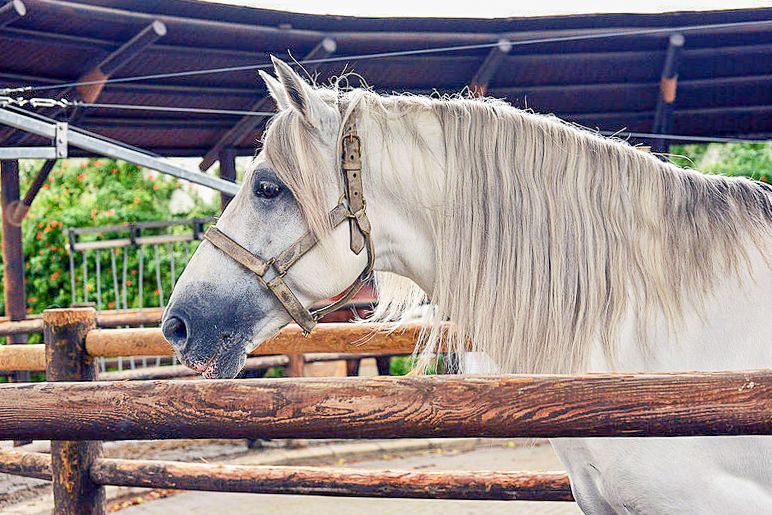 Jerez: Royal Andalusian School of Equestrian Art Admission - Customer Feedback and Ratings