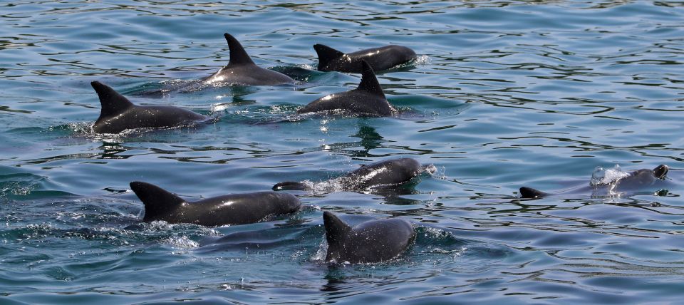 Jervis Bay: 1.5-Hour Dolphin Cruise - Customer Reviews