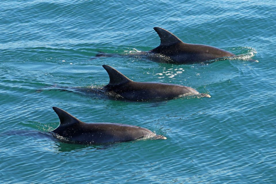 Jervis Bay: 1.5-Hour Dolphin Cruise - Important Information