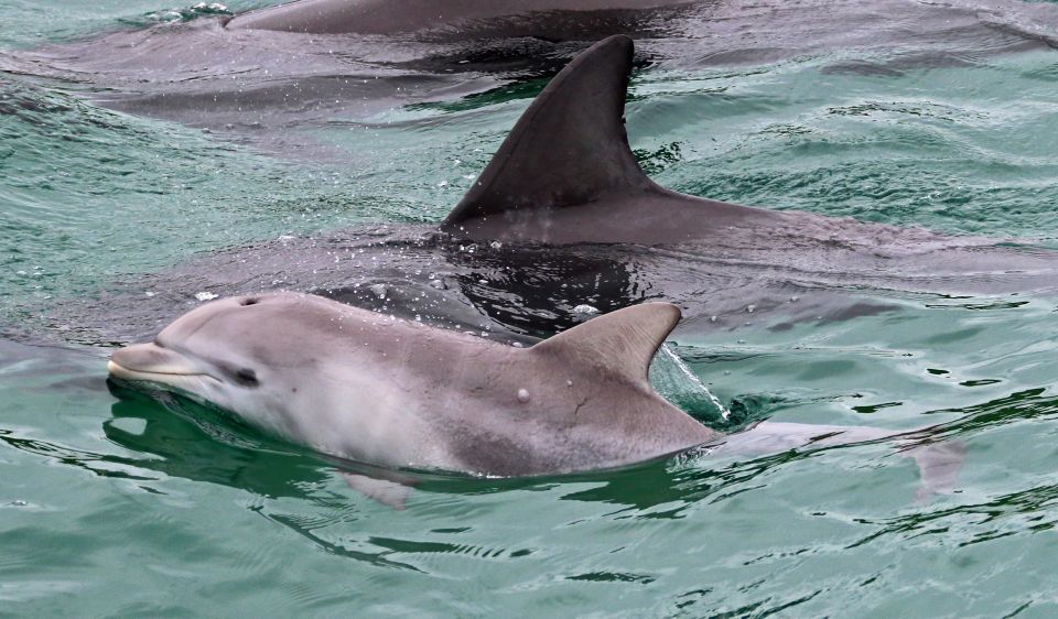 Jervis Bay: 1.5-Hour Dolphin Cruise - Frequently Asked Questions