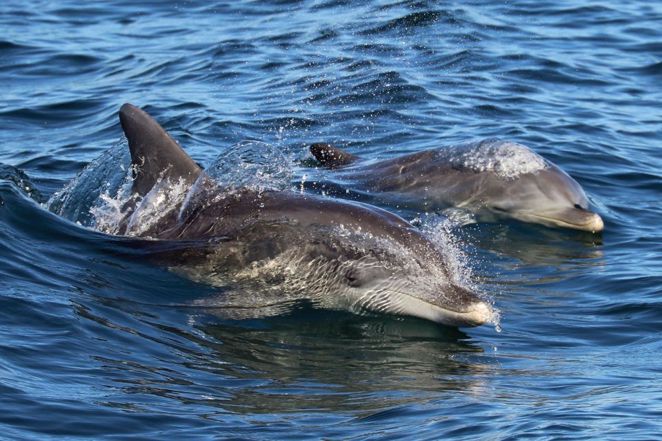 Jervis Bay: 2-Hour Cruise of Jervis Bay Passage - Highlighted Sights