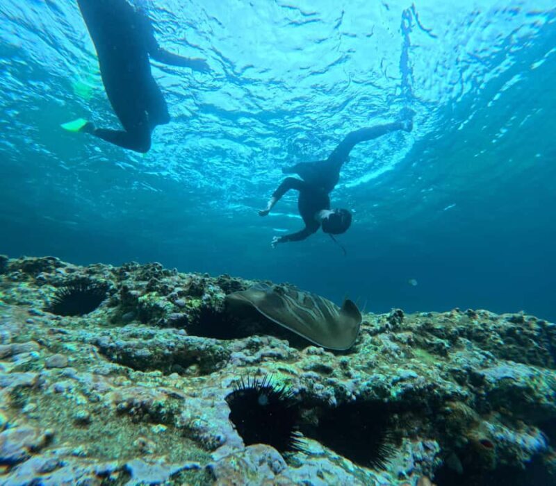 Jervis Bay: Guided Snorkelling Tour with expert guide - What Makes This Snorkelling Tour Stand Out?