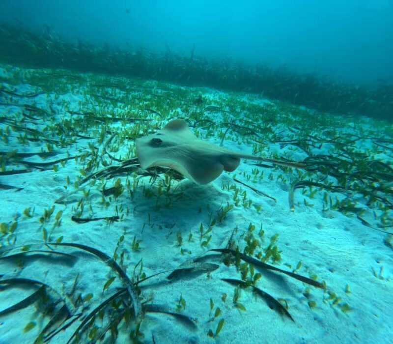 Jervis Bay: Guided Snorkelling Tour with expert guide - Who Should Consider This Tour?